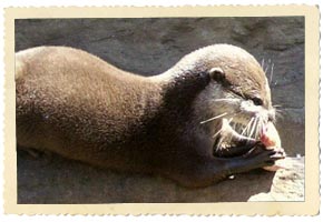 otter