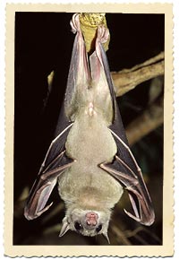 egyptian fruit bat