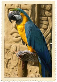 macaw