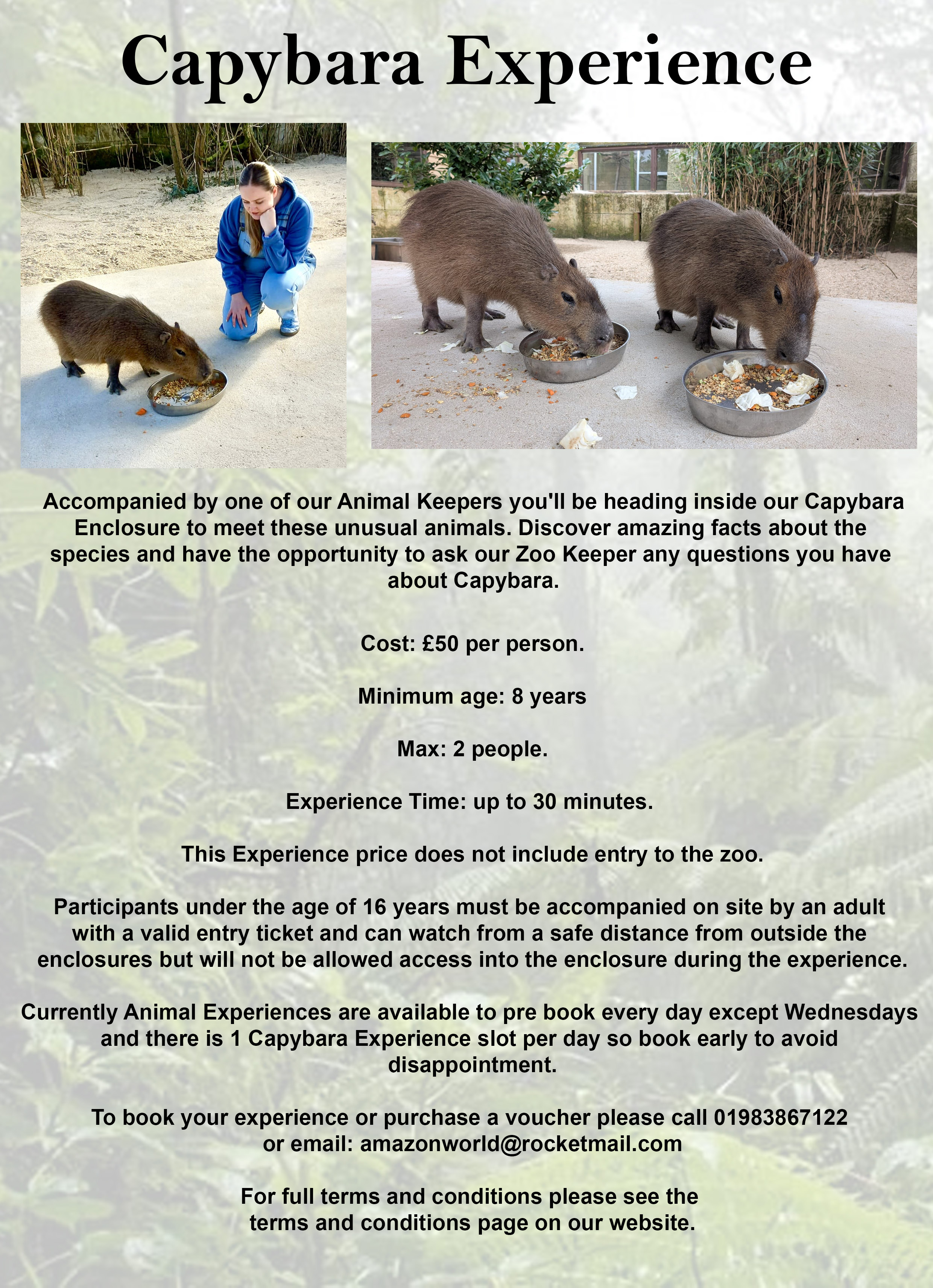 Meet the Capybara